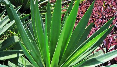 Sisal Plant Picture Agave ana , Hemp , Mescal World Of