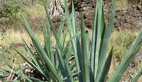 Sisal Plant Cultivation, Processing And Uses