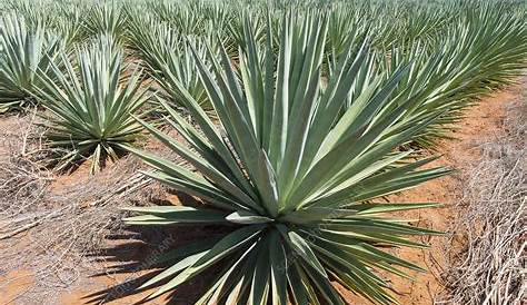 Sisal Plantation Photograph by Sinclair Stammers/science