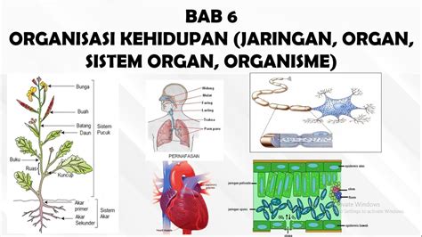 Sistem Organisasi Kehidupan Makhluk Hidup Sistem Organ dan Organisme