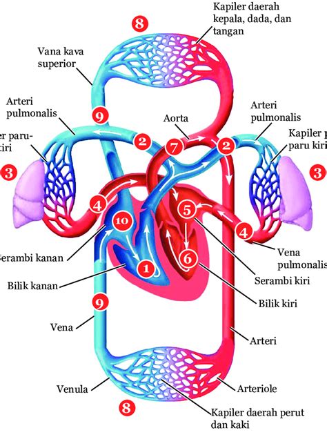Sistem Organ Peredaran Darah