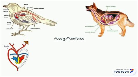 sistema circulatorio en animales mamiferos
