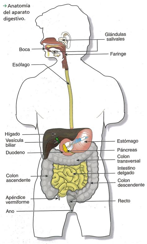sistema digestivo la digestion pdf