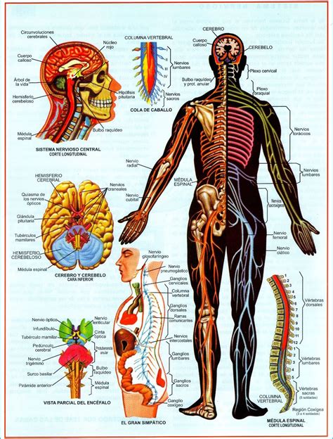 sistema nervioso pdf anatomia