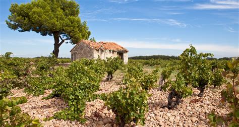 site du pape wine tour