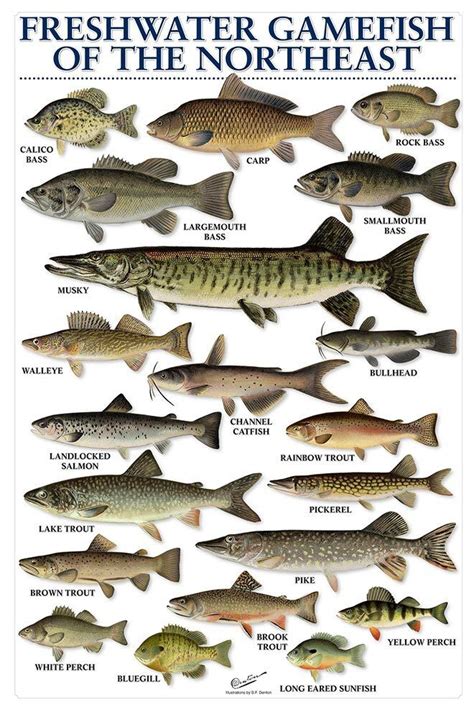Size Limits for Freshwater Fish in Pennsylvania