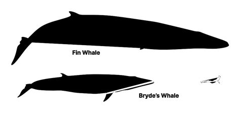 size of a fin whale