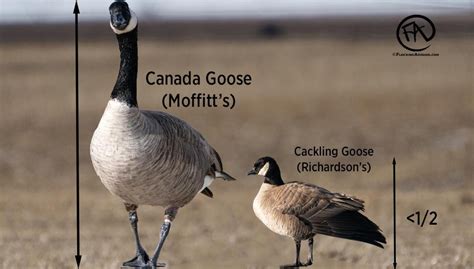 size of canada goose