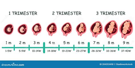 Embryo Size by Week: A Week-by-Week Developmental Guide