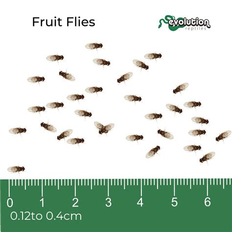 size of fruit fly