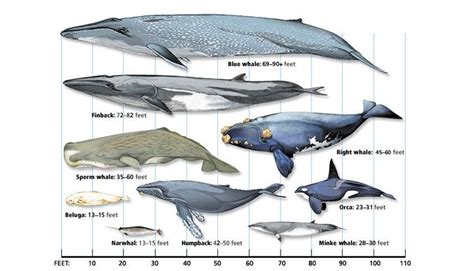 size of whales chart