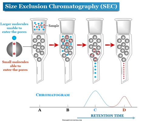 size- exclusion chromatography