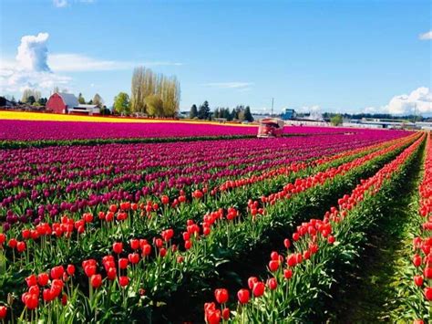 skagit valley tulip festival 2024 dates