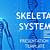 skeletal system powerpoint template free