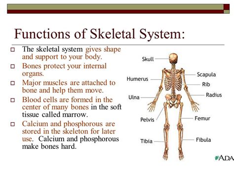 skeletal system and their functions