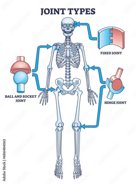 Skeletal System Ball And Socket Joint