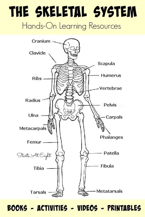 Skeletal System Labeled Printable