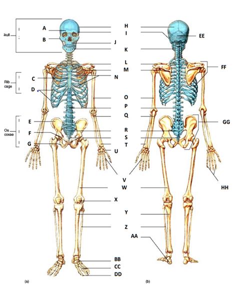 skeletal system organs and functions quizlet
