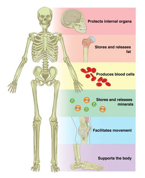 skeletal system organs and their functions