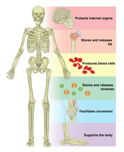 skeletal system organs involved and their functions