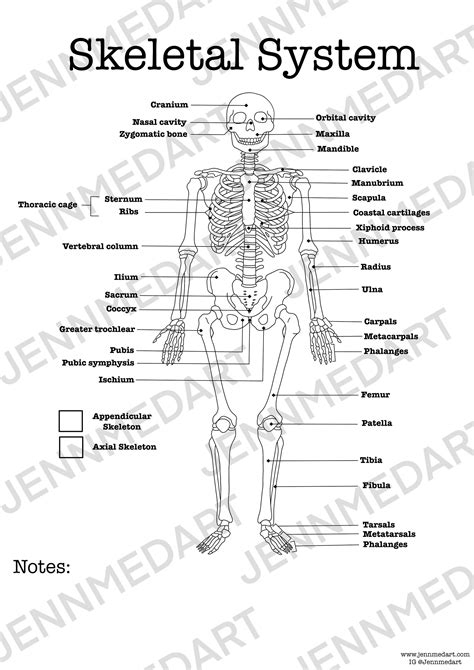 Skeletal System interactive worksheet