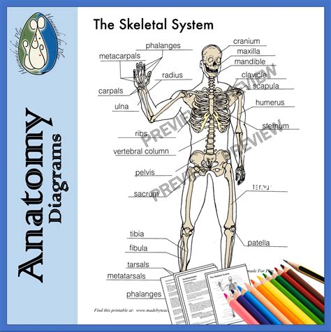 Human Skeletal System Learn Definition, Functions and Facts