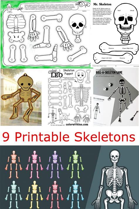 Skeleton Bones Anatomy Printables Activities