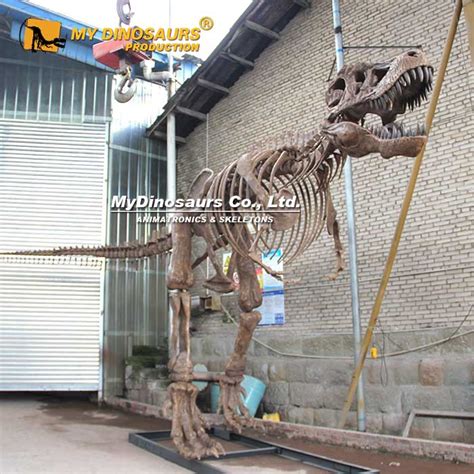 Skeleton Dinosaur Halloween