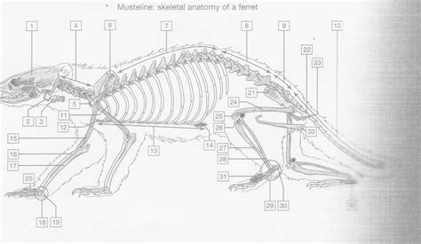 skeleton of a ferret