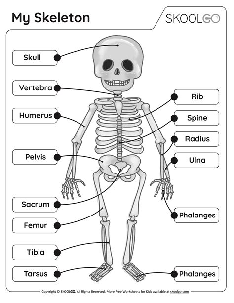 Skeleton Worksheets Printables