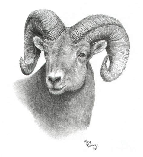 25K  Sample Sketch Bighorn Sheep Drawings With Pencil