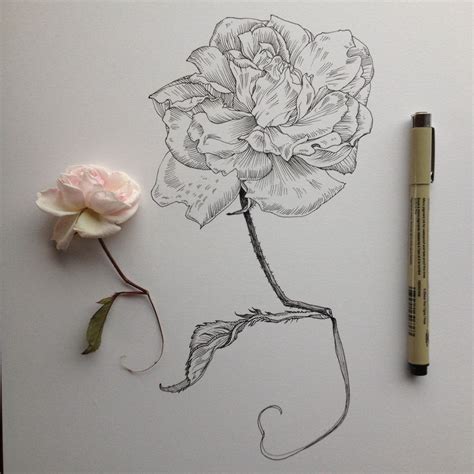 Best Sketch Drawing Ideas Tumblr Flower With Creative Ideas