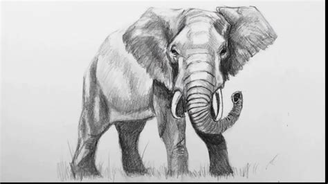 Best Sketch How To Draw A Realistic Elephant Step By Step Free For Download