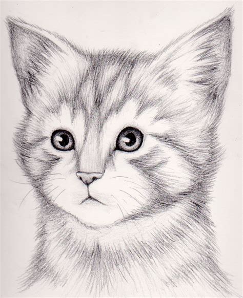 Best Sketch Realistic How To Draw A Cat With Pencil