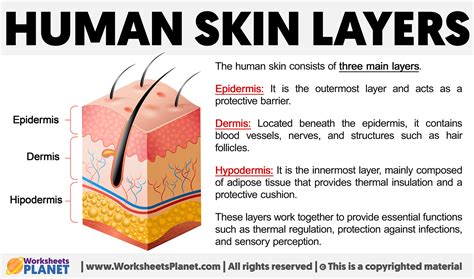 Skin Layers And Their Functions