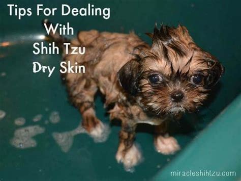 skin problems in shih tzu dogs