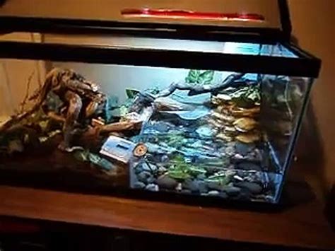 Skink Terrarium Setup