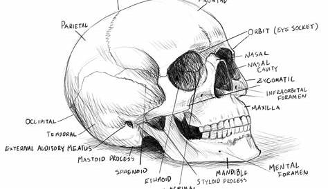 How To Draw A Skull Filled With Beautiful Patterns | Easy skull