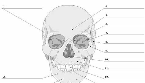 Skull Diagram Unlabeled