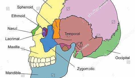 skull diagram labeled - Google Search | Anatomy bones, Skin anatomy