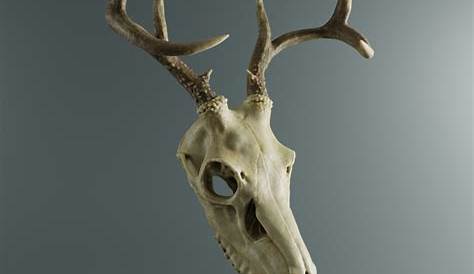 ArtStation - Deer skull | Resources