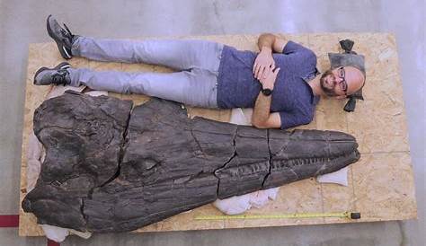 Huge skull of SEA MONSTER stuns scientists - ‘It’s worth the wait