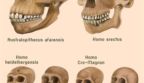 Study Suggests Modern Human Face Is Unique - Archaeology Magazine