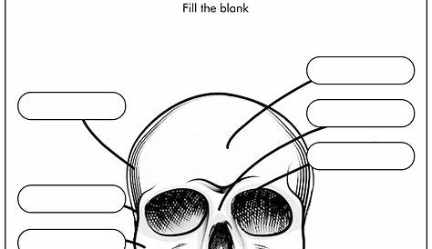 BIO201-Skull