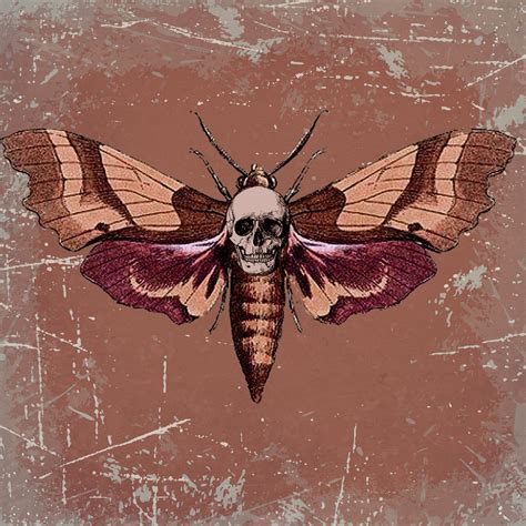 Skull And Moth