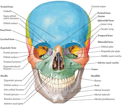 skull bones and their functions
