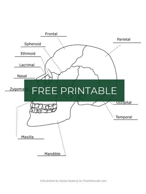 Skull Skeleton Labeling Printable