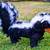 skunk costume dog