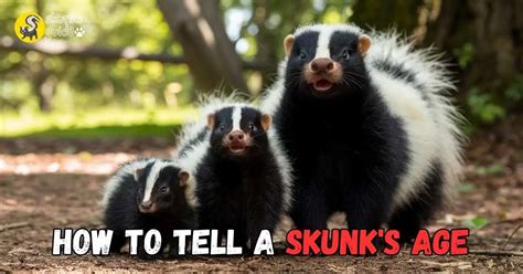 skunk age
