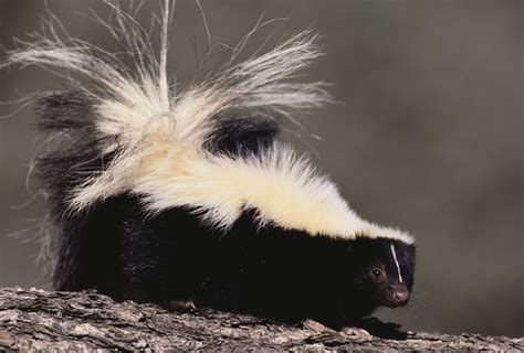 skunk no stripe